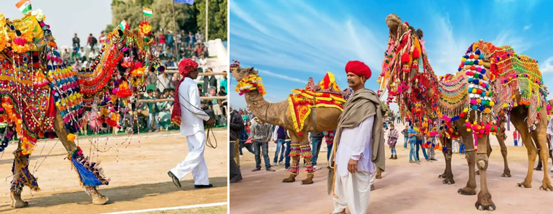 Bikaner Camel Festival