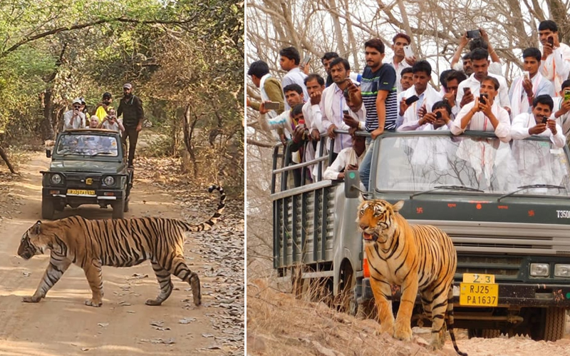 Ranthambore Safari Price