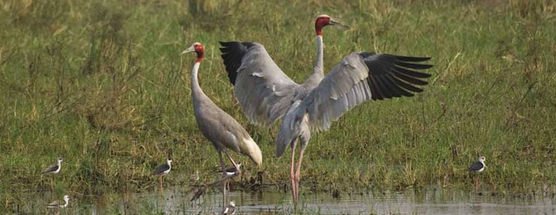 Keoladeo National Park