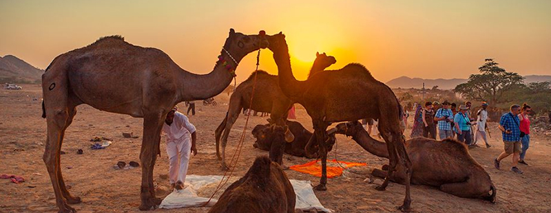  Pushkar Cattle Fair: 