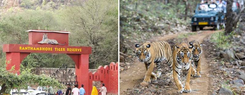 Ranthambore National Park:  